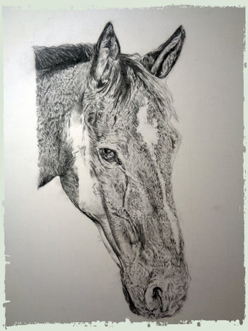 charcoal-portrait-danny-horse-7