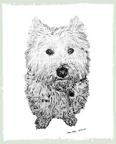 charcoal-drawing-west-yorkshire-terrier-6