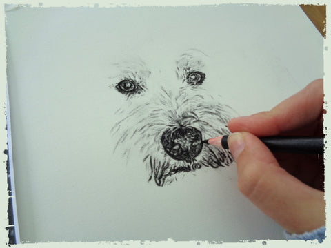 charcoal-drawing-west-yorkshire-terrier-2