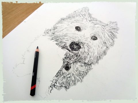 charcoal-drawing-west-yorkshire-terrier-5