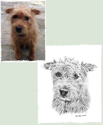 charcoal-portrait-terrier