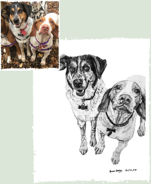 charcoal-portrait-basset-hound-border-collie-2