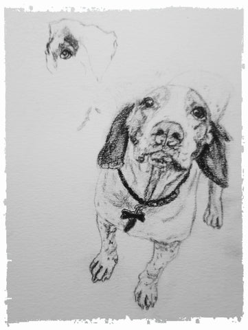 charcoal-portrait-basset-hound-border-collie-7