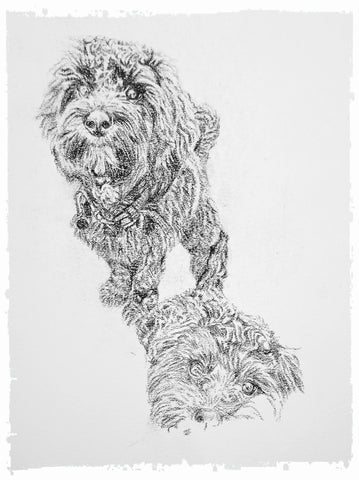 charcoal-portrait-cockerpoo-hadley-and-hudson-3