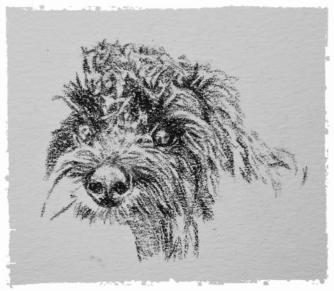 charcoal-portrait-cockerpoo-hadley-and-hudson-8