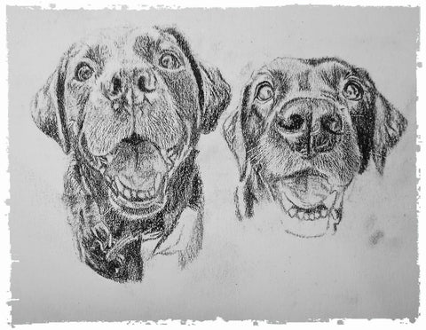 charcoal-portrait-labrador-bella-and-tess-3