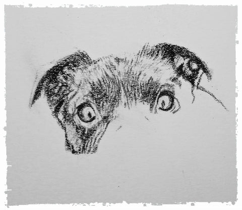 charcoal-portrait-pug-westie-11