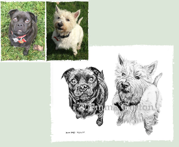 charcoal-portrait-pug-westie-1