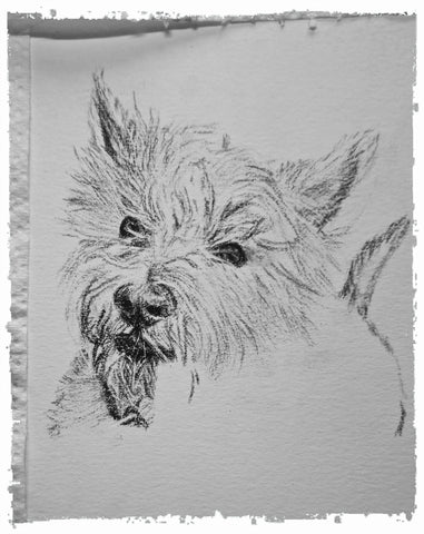 charcoal-portrait-pug-westie-4