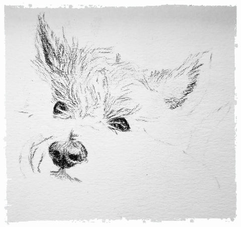 charcoal-portrait-pug-westie-5