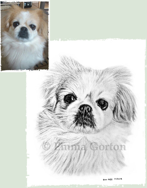 charcoal-portrait-small-dog-maple-1