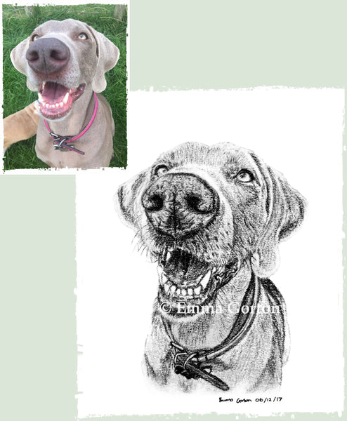 charcoal-portrait-weimaraner-1