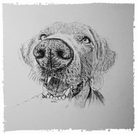 charcoal-portrait-weimaraner-3