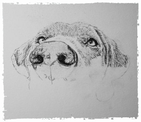 charcoal-portrait-weimaraner-4