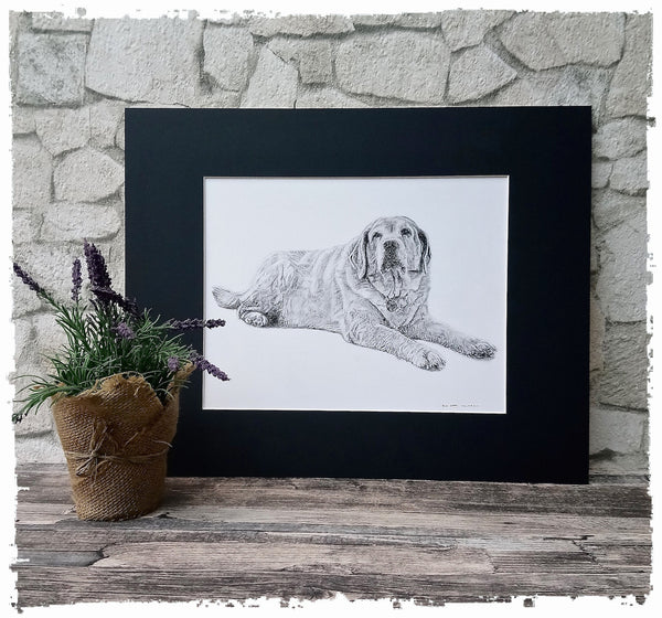 charcoal-portrait-yellow-labrador-3