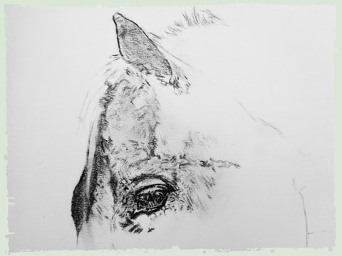 charcoal-portrait-siege-horse-2