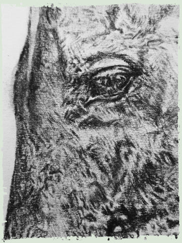 charcoal-portrait-siege-horse-4
