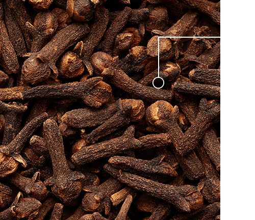 Clove Ingredient.png__PID:ca7582a1-1aa0-419d-a07b-d1d3aa61700f