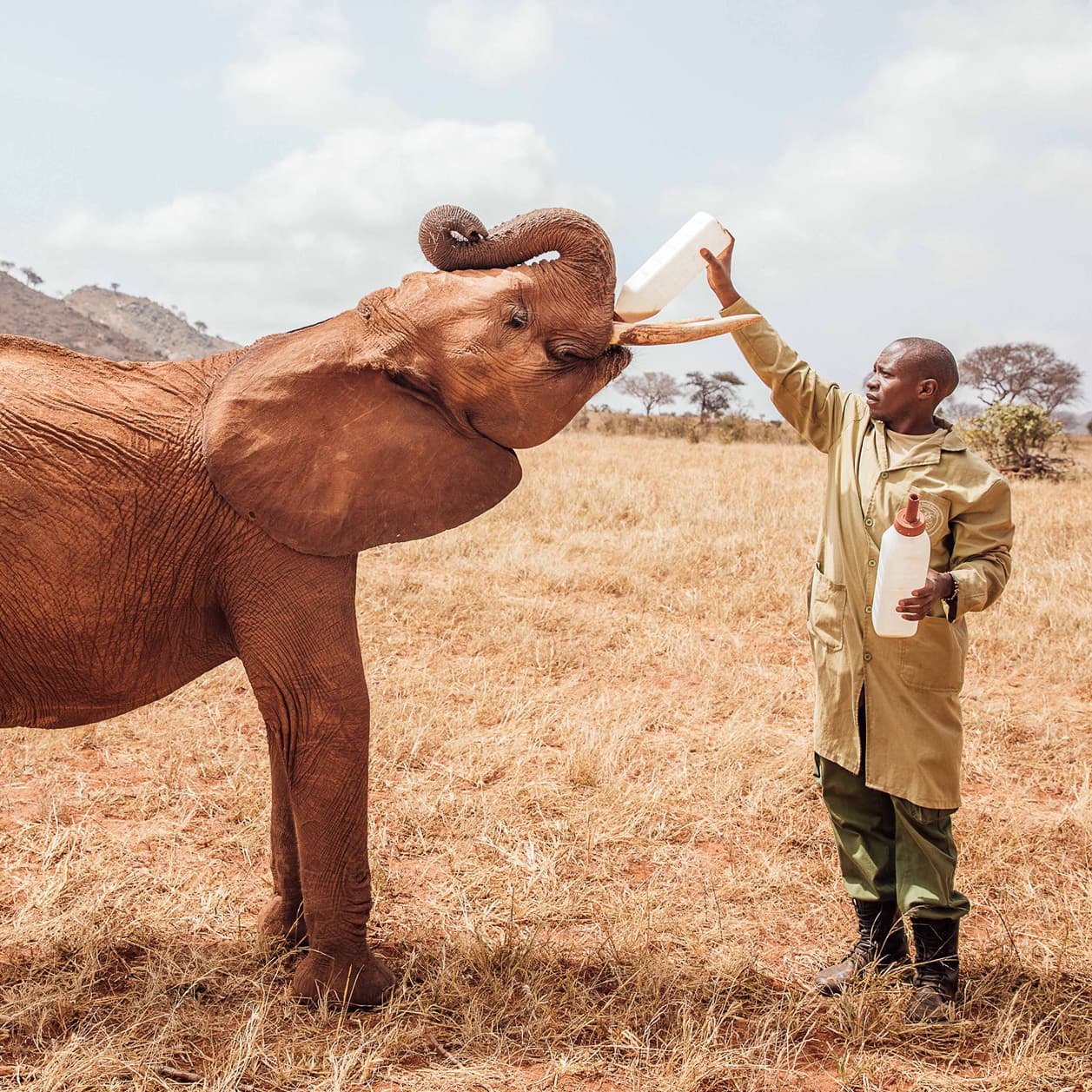 The sheldrick wildlife trust - rooibos .jpg__PID:e0a1ae29-d1d6-4ef3-8d0f-21ad2335df32