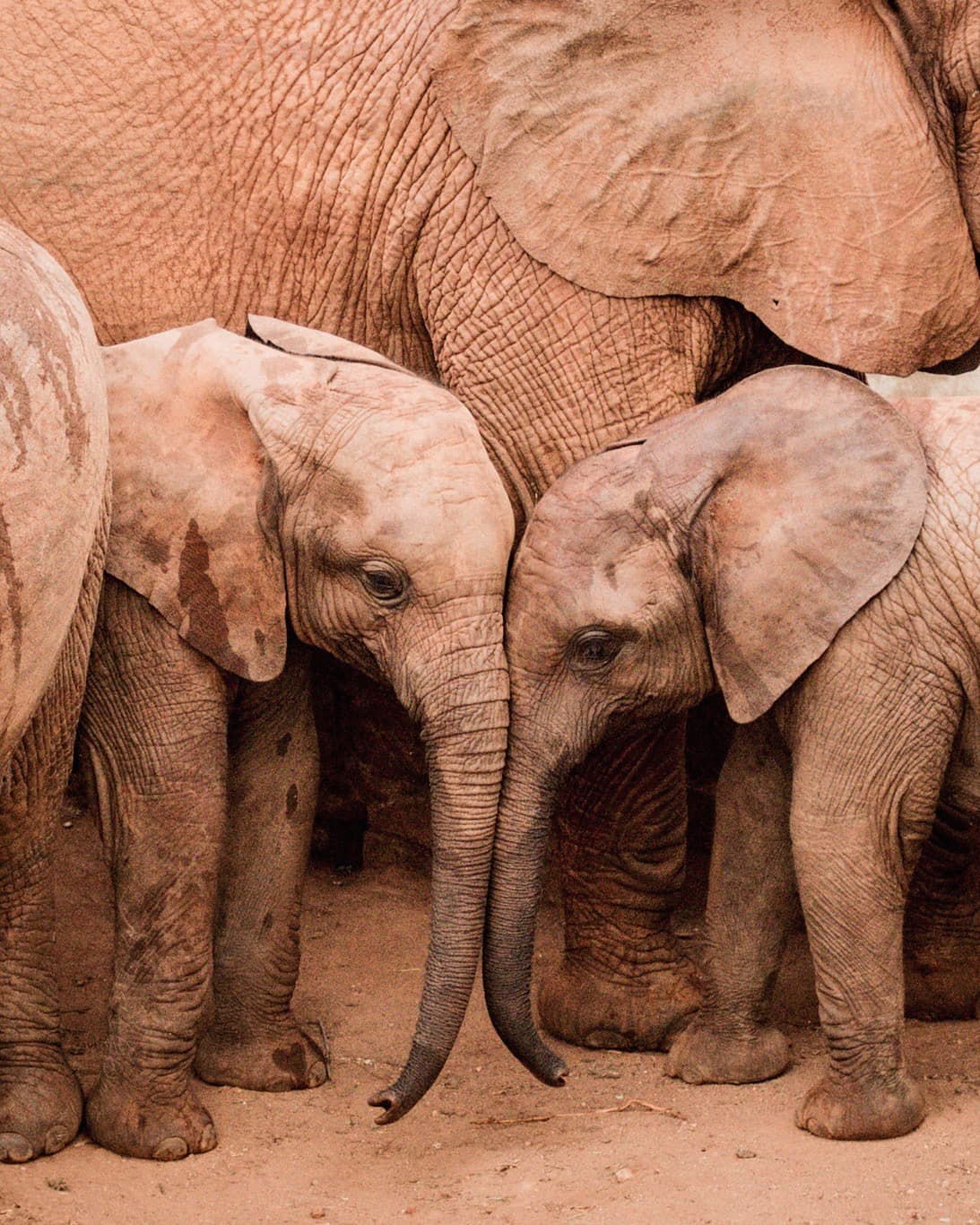 the sheldrick wildlife trust orphaned elephants