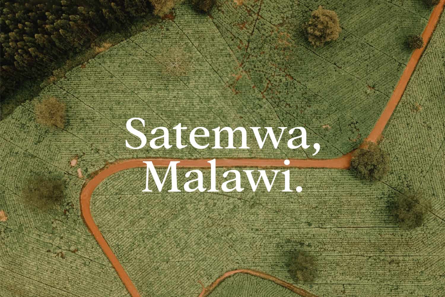 Satemwa, Malawi tea plantation