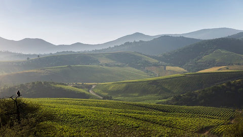 Aconcagua-Costa-5 Vineyard