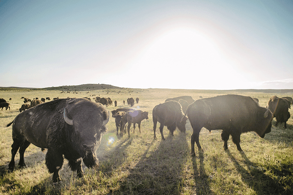 bison roaming and grazing grasslands in a pack