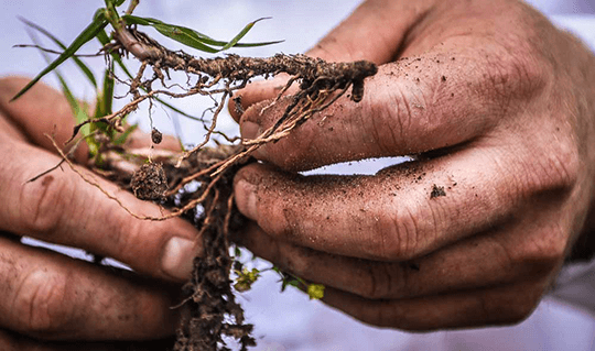 close up of hands holding soil