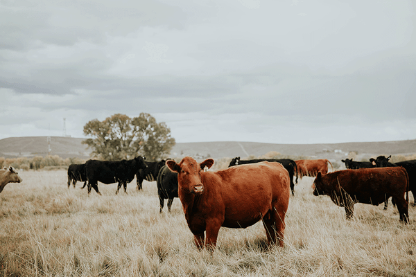 cows grazing grasslands