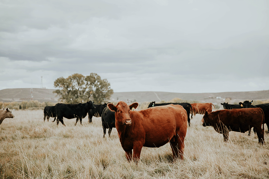 Introducing EPIC Provisions' first bar made from beef raised using  practices to reduce carbon emissions - General Mills