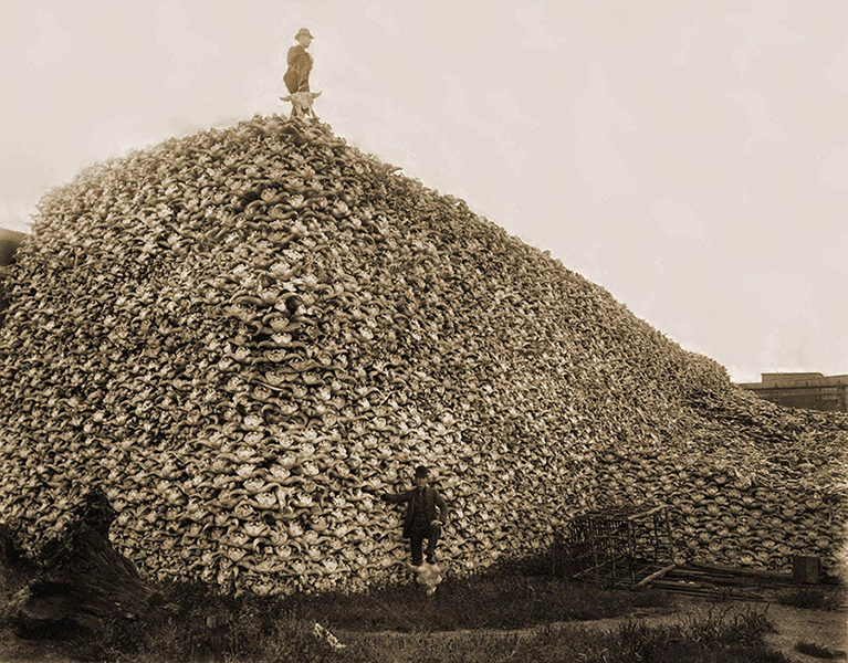 Pile of Bison Bones with man standing on top of them