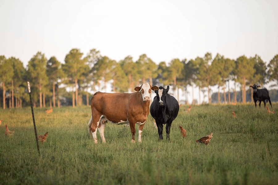 Two cows grazing looking at the camera.