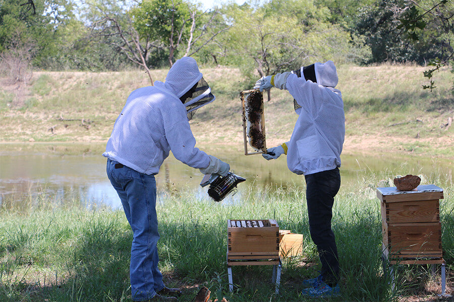 Two people checking on the bees in apiary
