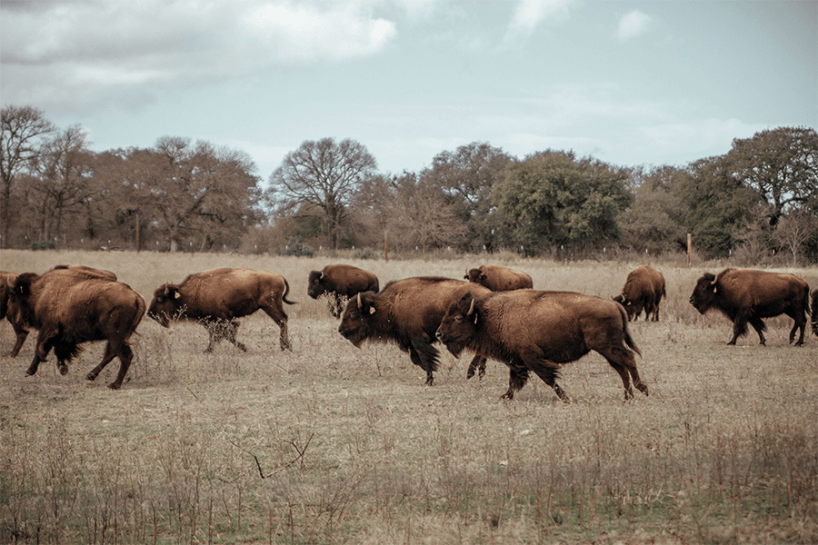 Bison roaming freely on an open field