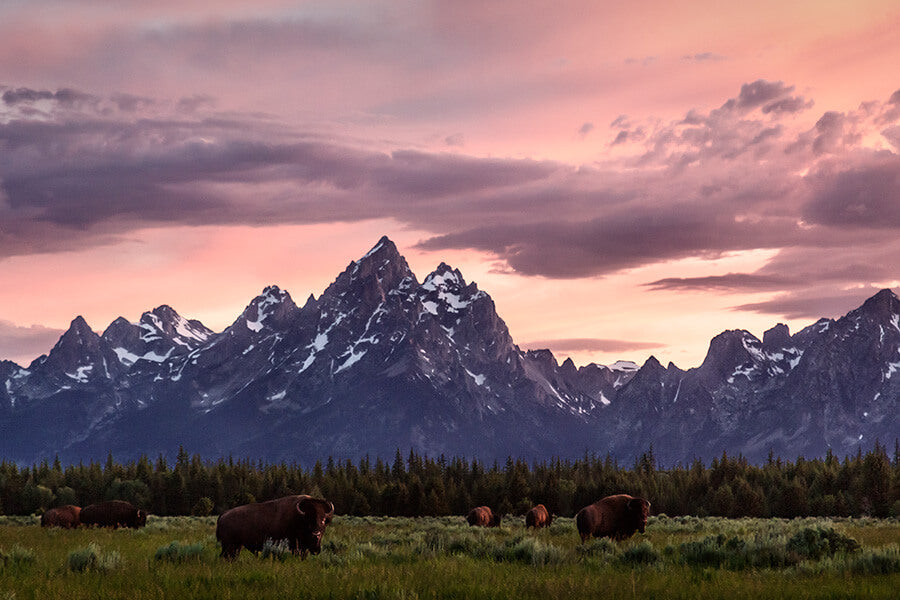 Mountains surrounded by a pink sky, with bison in the foreground