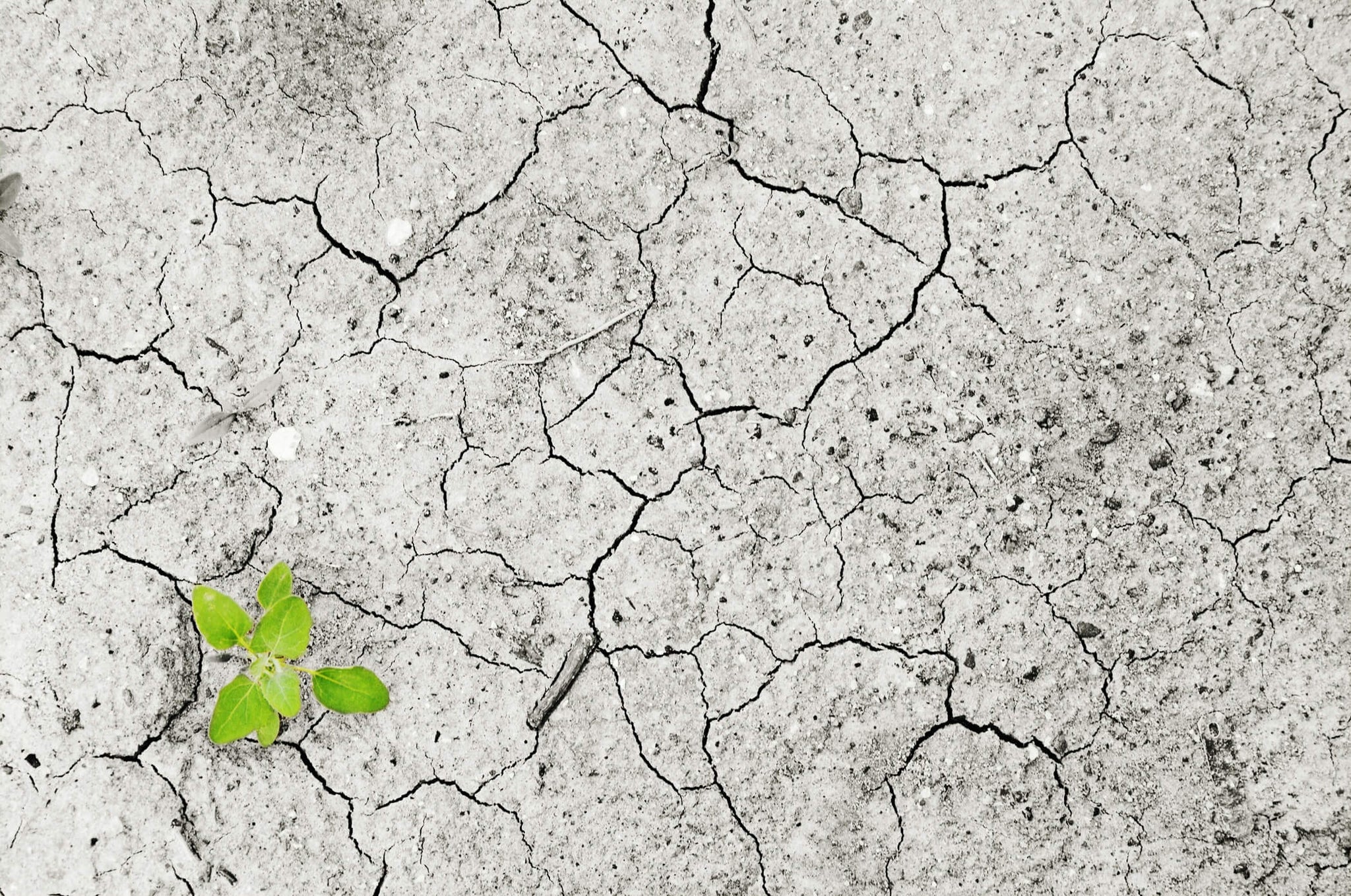 Cracked earth with green plant sprouting through one of the cracks