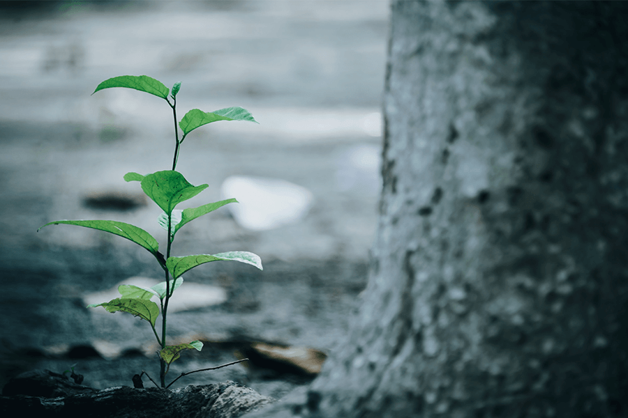 Small baby tree next to a large tree trunk 