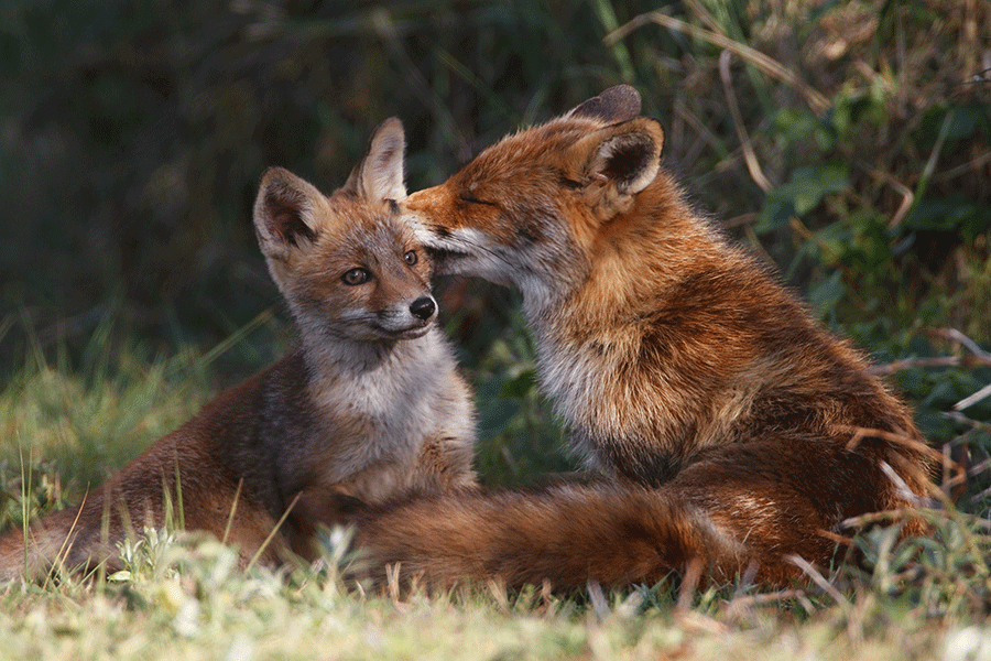 Red fox mom with baby fox