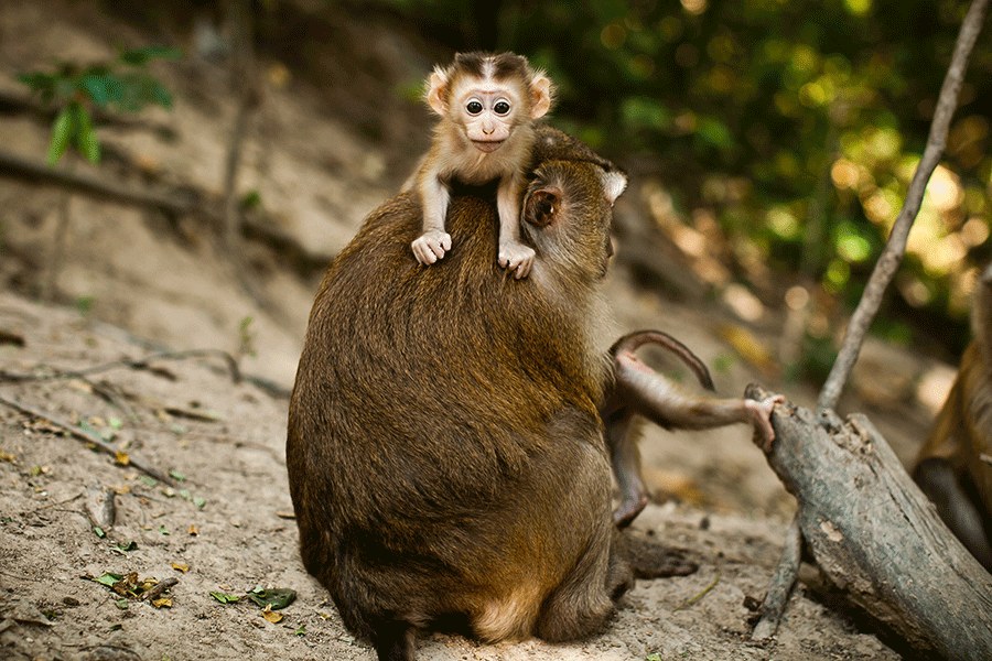 Rhesus Monkey mother carrying baby monkey