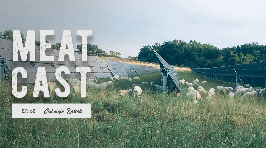 Livestock grazing under solar panels