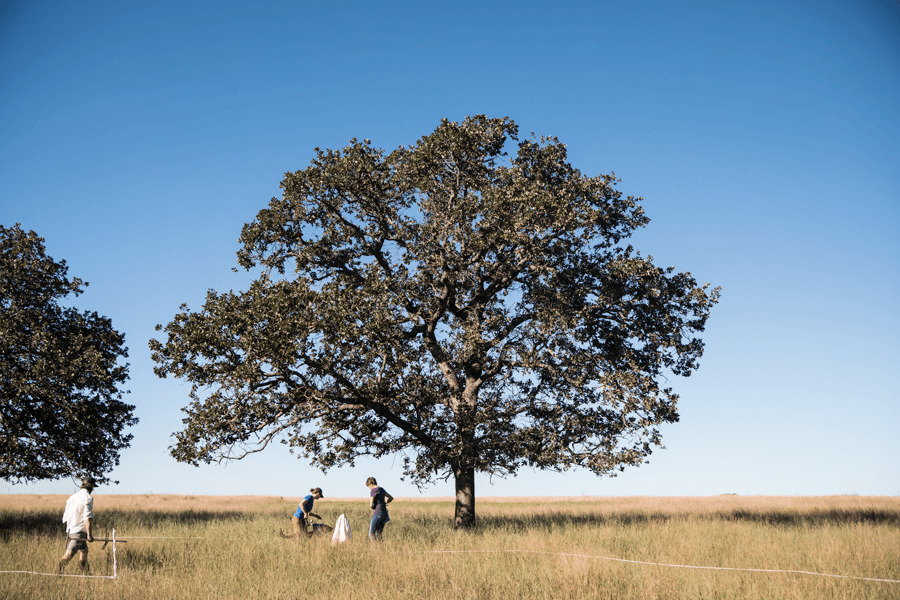A large tree and three people working on a field with open blue sky in background