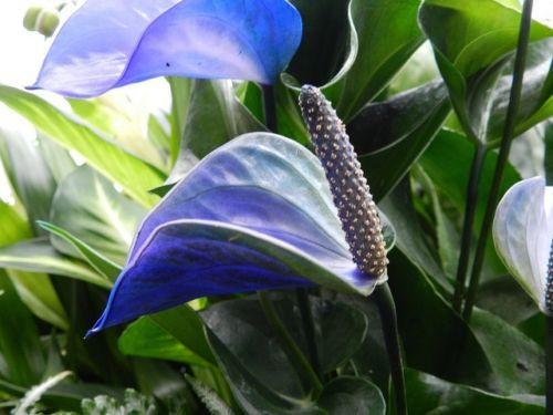 Anthurium (10 Seeds) – Emerta