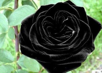 Black Rose Flower (10 Seeds) – Emerta