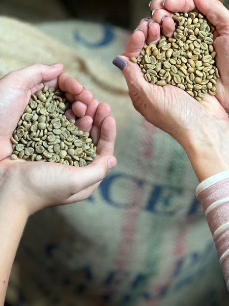 Photo of hands holding green coffee beans