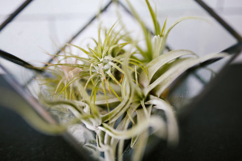 air plant how to take care 
