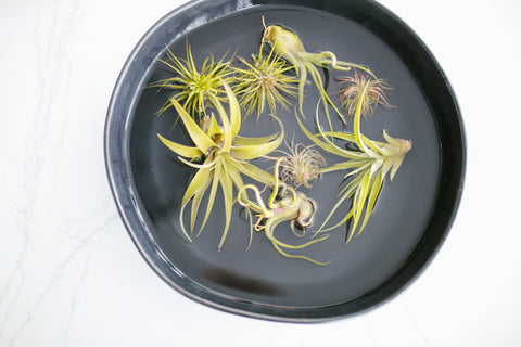 air plant bath