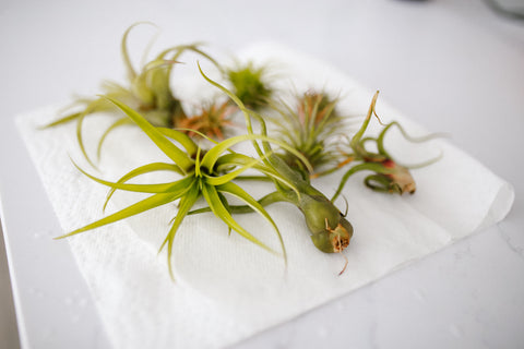 air plant