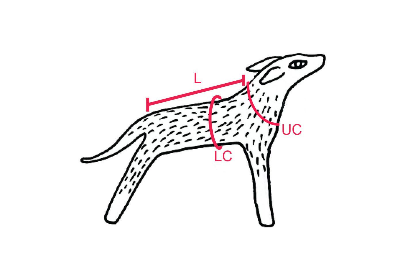 Illustration of dog with measuring information