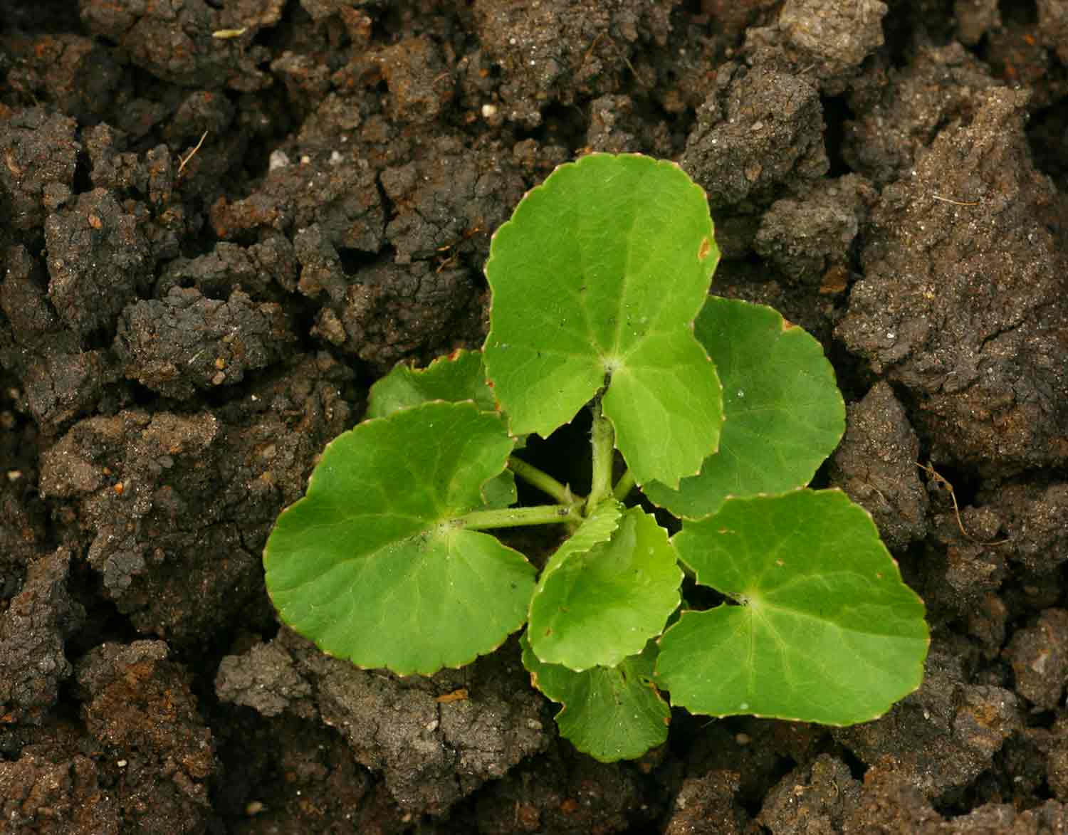 Centella asiatica. Центелла. Центелла азиатская (Готу кола). Центелла азиатская Щитолистник Gotu kola. Hydrocotyle (центелла азиатская).