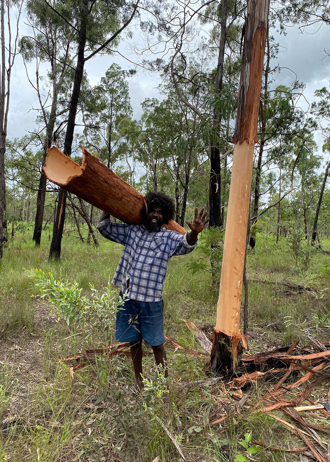 Artist Eleazer Nangukwirrk harvesting barks near Maningrida community